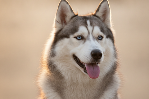 Summer Dog Safety: What Ragnor Recommends for 2026