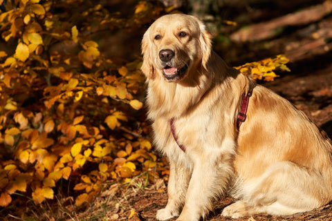 : The Mesh Bed Keeping Dogs Chill This Summer