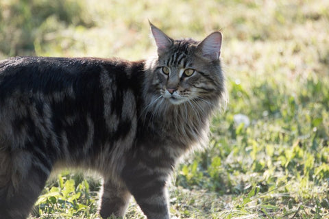 Multiple Cats, One Litter Box Headache? Here's How to Fix It