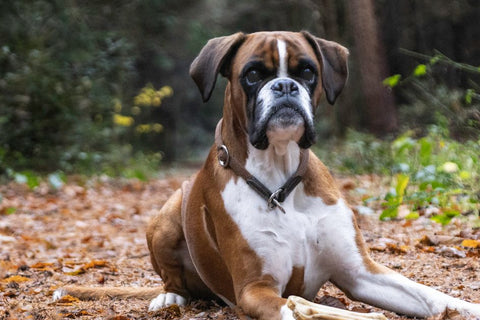 Muzzle Training: My Secret to a Fear-Free Experience