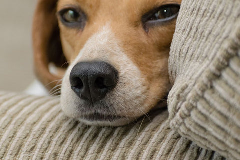 Furniture Foes: for Scratch-Proof Paws