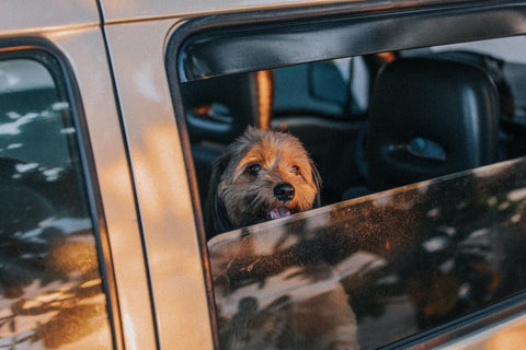 Spring Road Trips with Your Dog: Safety Checklist