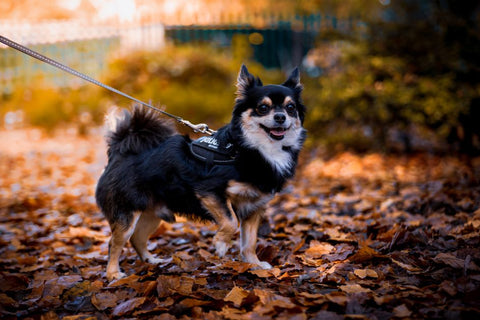 Autumn Paw Patrol: Stop Litter Tracks for Good
