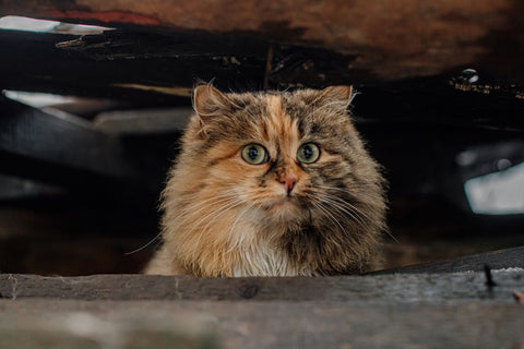 Cat Litter's Secret: Decoding Your Feline's Health Clues