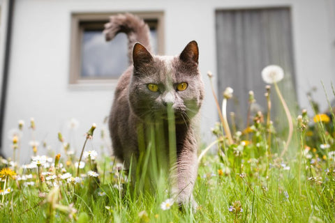 No More Tracking! : The Litter Mat That Actually Works