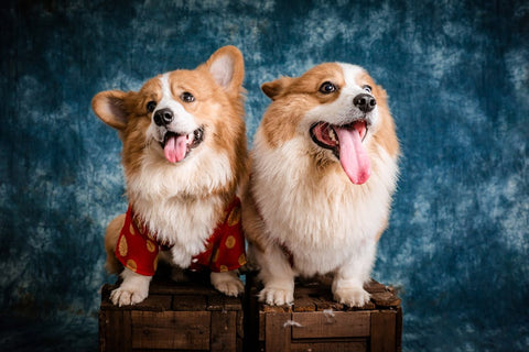 Best Dog Travel Backpack for Corgis: 2026 Guide