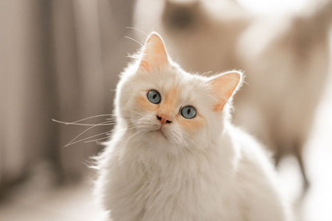 Cat Litter Odor: The Real Fixes (Not Just Sprays)