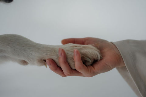Dog Nail Trimming: What Actually Works (No More Quick Cuts!)