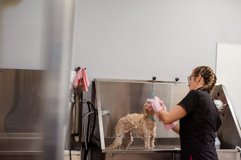 Your Dog Needs a Spring Glow-Up: Ragnor's Grooming Guide