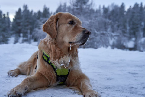 Autumn Dog Beds: Why Your Pup Still Gets Hot & How to Fix It