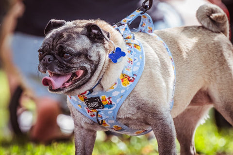 How to Fit a Dog Harness Without Chafing Your Best Friend
