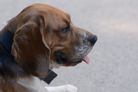 Think Your Dog Can’t Get Health Info From Litter? Think Again!
