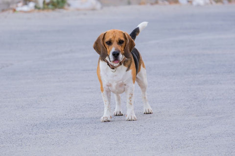 Your Dog's Backpack: Hiking Comfort, Solved!