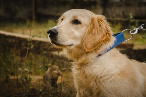 Retractable Leashes: Golden Retriever Freedom vs. Safety