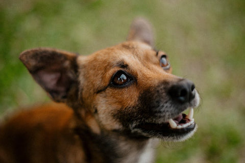Thick Coats: Professional vs. Home Dog Clippers