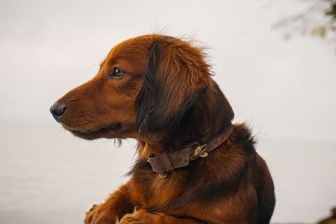Small Space? Dog Wall Shelves Are Your Summer Secret Weapon