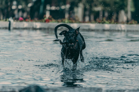 Fountain Filter Change: Don't Gross Out Your Dog (or Your...