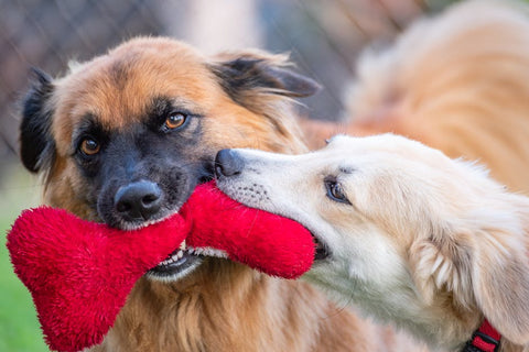 Best Puzzle Toys for Mental Stimulation: What Actually Works