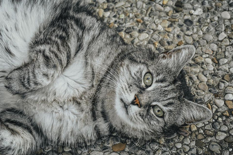 Cat Litter: The Real Scoop on Freshness & Why It Matters