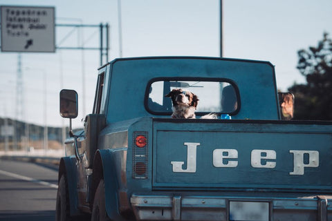 Summer Road Trips: Why Your Dog Needs a Seat Belt Now