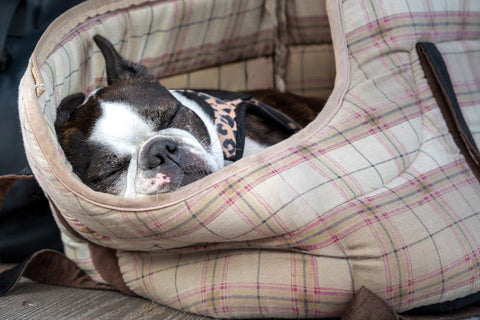 Dog Travel Carriers: Skip the Stress, Find the Safest Fit