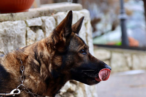 Bored Dog? : Mental Games That Really Work