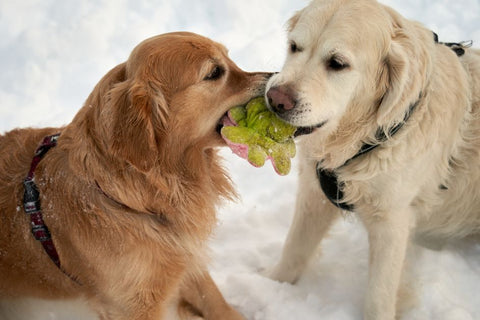 Summer Dog Games: Beyond Fetch