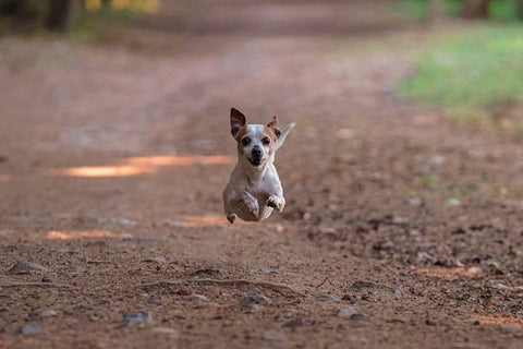 Why Your Anxious Dog Jumps — And How to Build Their Confidence
