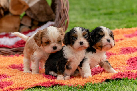 Dog Pee Color: What It's Telling You (And What to Do)