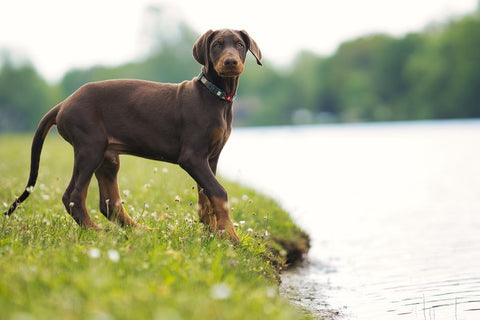 Potty Training a Puppy? Why Litter Boxes Are a Bad Idea