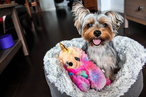 Why Your Dog Destroys Toys & How to Save Your Sanity