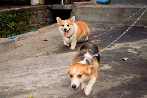 Best Dog Leash for Corgis: 2026 Guide