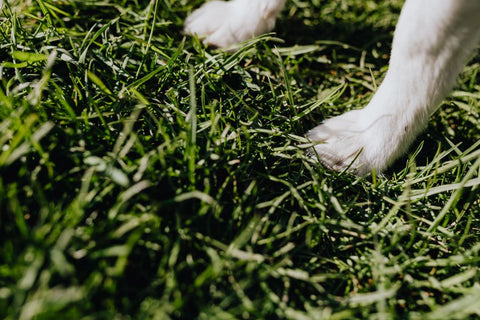 Paw Mess Solved
