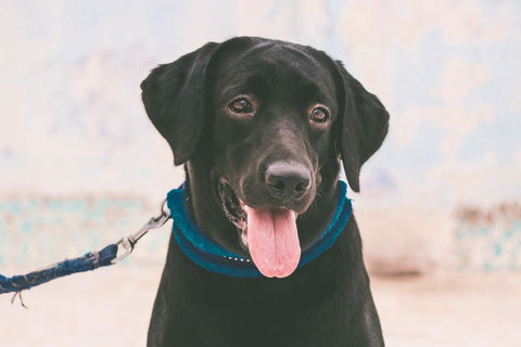 Best Dog Collar & Leash Set for Dogs: 2026 Guide
