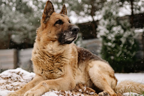 Summer Frisbee Fun: A Dog's Guide to Outdoor Play