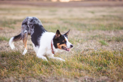 Summer Play: Is an Auto Ball Launcher Right for Your Dog?