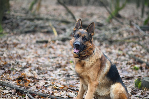 Dog Eats Too Fast? Ragnor's Fix for Gulping & Bloat
