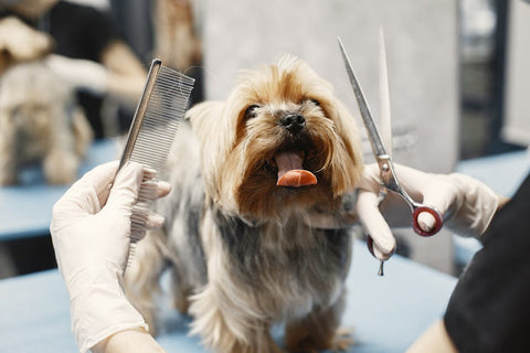 Clippers: Blade Sizes Explained for a Perfect Dog Groom