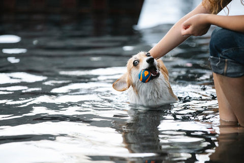 Best Interactive Dog Toys for Corgis: 2026 Guide