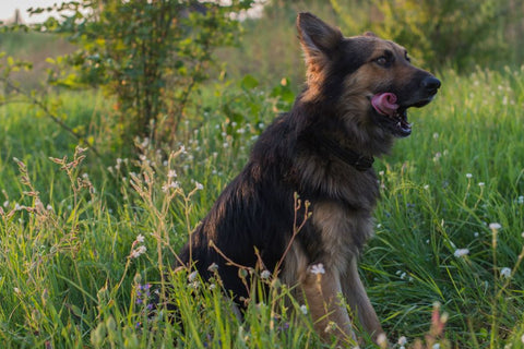 Dog Puzzle Toys: Your Secret Weapon for a Tired Pup