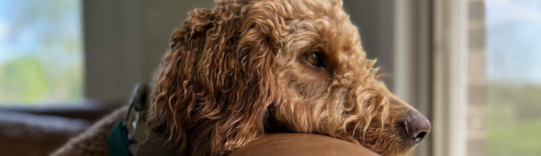 Grieving a Pet Isn’t Too Much — It’s Love With Nowhere to Go