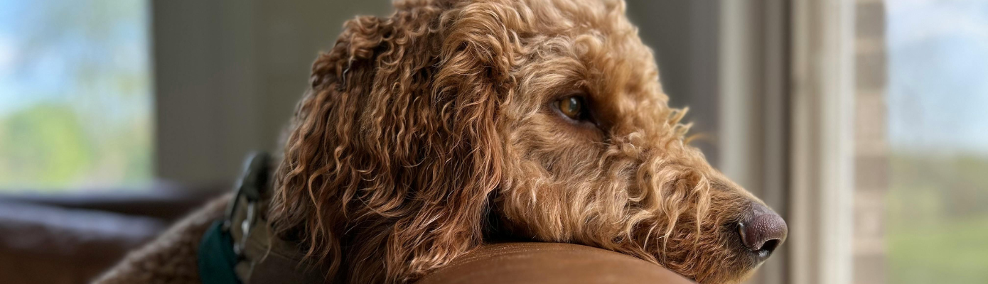 Grieving a Pet Isn’t Too Much — It’s Love With Nowhere to Go