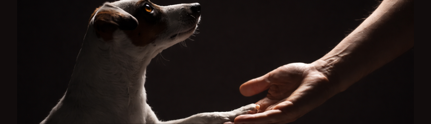 Life After Pet Loss: Learning to Breathe Again