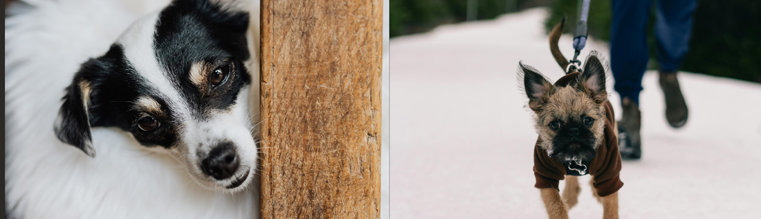 Why Coming Home Feels Different When a Pet Is Waiting