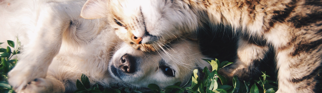 The Small Rituals Only Pet Parents Understand