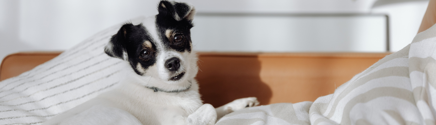 When Your Pet Becomes Your Safe Place