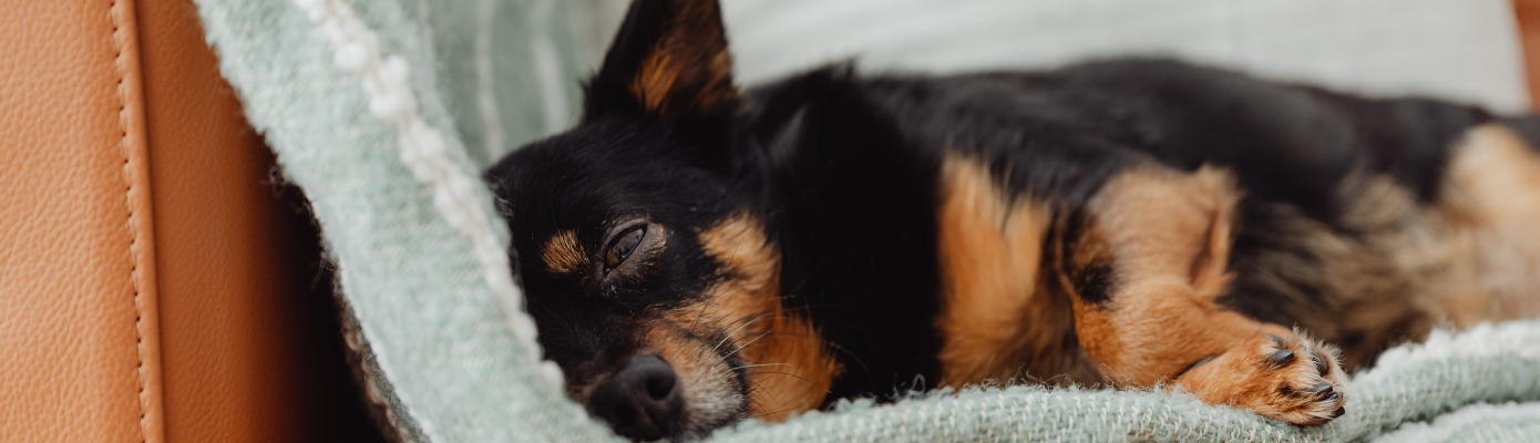 How Pets Communicate Love Without Saying a Word