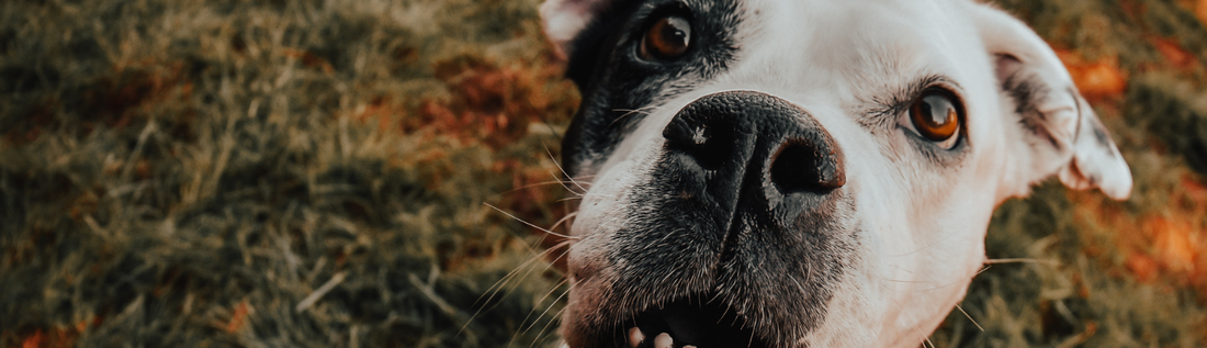 What Your Pet Feels When You’re Stressed or Overwhelmed