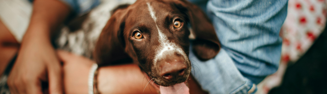 Do Pets Feel Jealous, Fear, or Loneliness? Let’s Talk Honestly