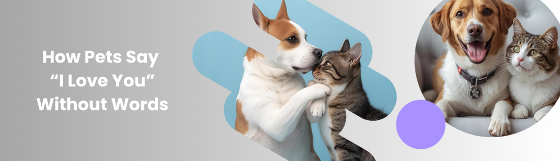 The Language of Love: How Pets Say “I Love You” Without Words
